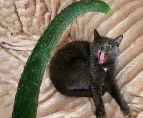 猫咪怕黄瓜的几大原因,看完你就赶紧抱抱它吧