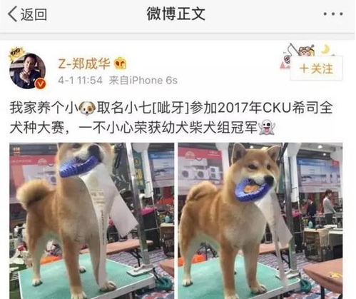 明星与爱犬的小故事 郑爽因狗狗上热搜,吴亦凡的狗狗被嫌丑