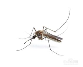 有效的灭蚊 驱蚊方法 