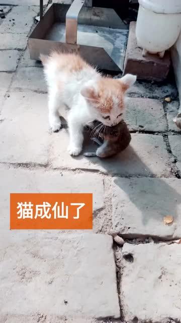 老鼠都快比猫大了,叼起来走个路都费劲 