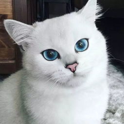 一只淡蓝色眼睛的猫咪