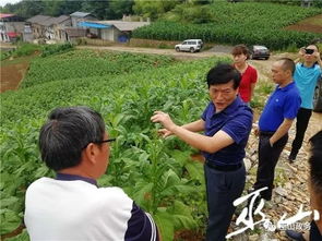 消费香烟的关村是哪里，消费香烟的关村！ - 5 - 680860香烟网