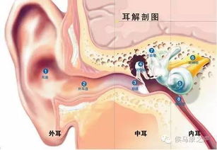 带您走进耳朵的世界 