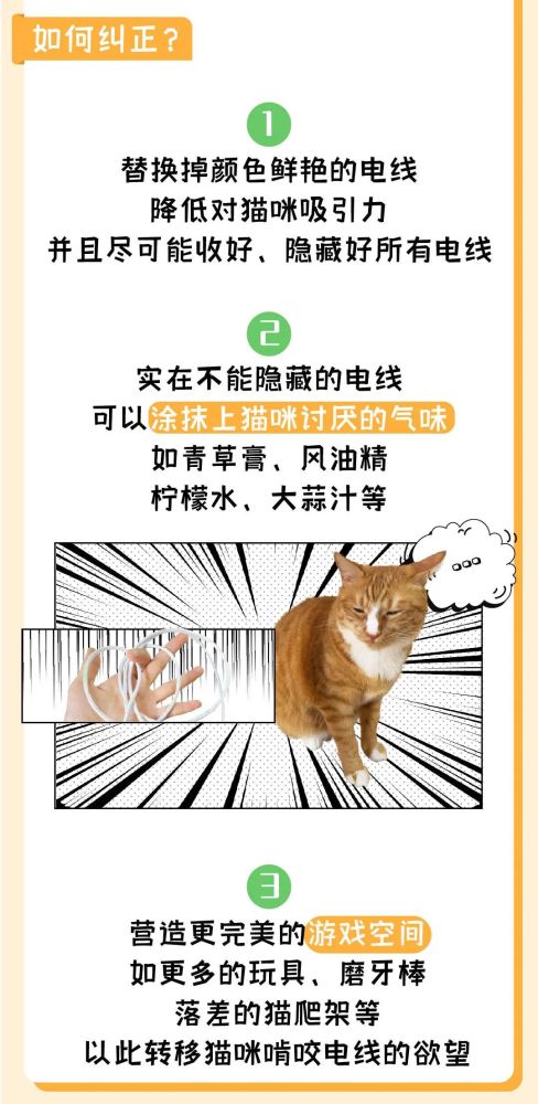 一张图学会纠正猫咪5大 行为问题