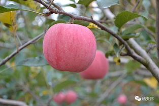 提高苹果树坐果率的7个方法 苹果种植户快收藏起来
