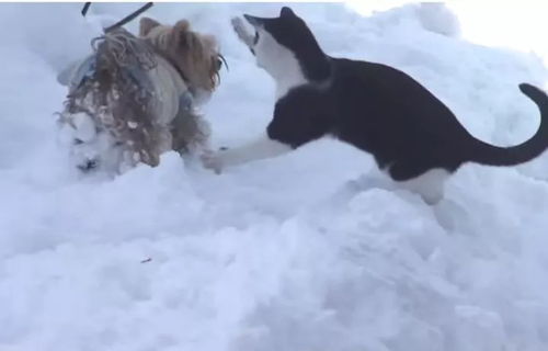 狗狗喜欢下雪的原因及雪天遛狗注意事项 
