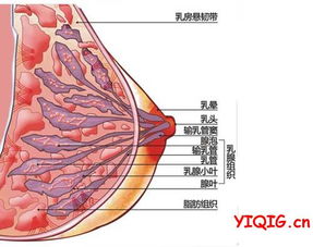 女性乳房挺立过程图 