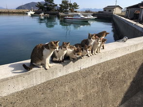 日本猫岛小盘点,哪些才 名副其实