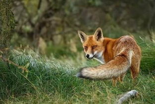 童话故事中狐狸总以狡猾的形象出现大自然中狐狸到底是怎样的呢