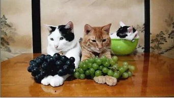 小本本请记好,猫咪千万不能吃这几样水果和蔬菜 