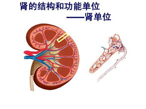 男人肾虚,性功能降低怎么办