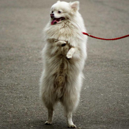 狗狗直立行走很可爱 主人需注意犬类脊柱承受力,避免爱犬受伤害