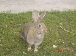 供应比利时野兔,美系獭兔,新西兰兔