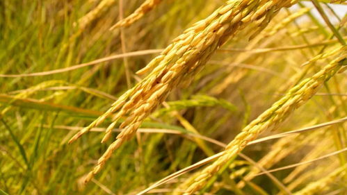 关于水稻成熟的诗句