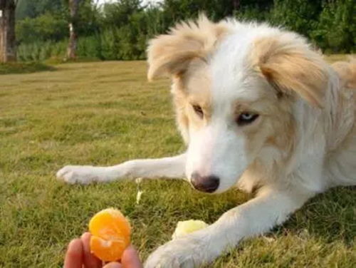 狗狗能不能吃橘子 别被流量小视频骗了,铲屎官应该关心以下5点
