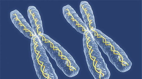 人类和所有的生物难道都有生殖隔离吗 你真的知道吗 看专家理解