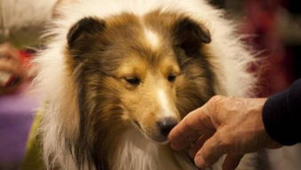注意4种典型的人狗共患传染病,直接接触狗狗后一定要洗手