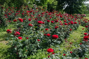 应城罗曼假日玫瑰庄园怎么样 玫瑰庄园一日游攻略来了