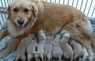 金毛意外怀孕生了7只小奶狗,喂养2周后,朋友一看笑着扶墙走 