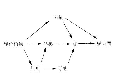 草，兔，狐狸，狼这是一条食物链吗