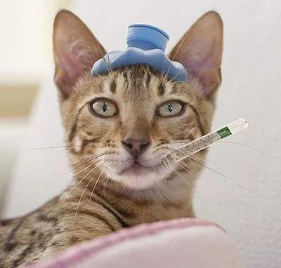 猫感冒了怎么办 猫感冒与猫鼻支的区别 听听专业宠医怎么说