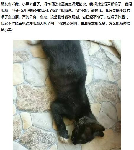 除了洋葱,猫吃什么还会致命