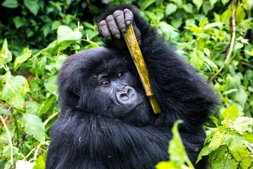 去卢旺达玩什么 追踪大猩猩了解一下
