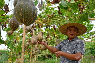 香芋南瓜种植技术和田间管理,香芋南瓜种植成本及利润？