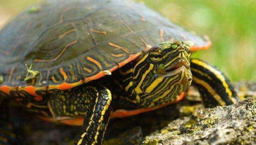 今年蛋龟价格在发神经 不怕 还有其他便宜的龟龟