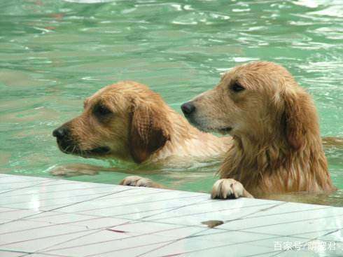 家里的狗狗有点怕水,怎样才能让它自己下水去游泳呢