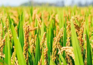 稻农关注 明年种稻想挣钱,这三个方法你要掌握 