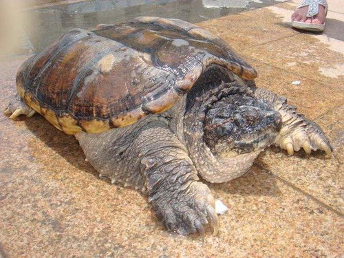 小鳄鱼龟一年可以长多大 
