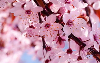 樱花的花语是什么含义 