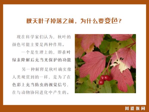 有关叶的名言  赞美叶子默默无闻的名言？