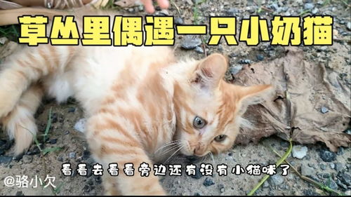 草丛里遇见一只惊慌失措的小奶猫 无奈家中动物已太多不知该咋办 