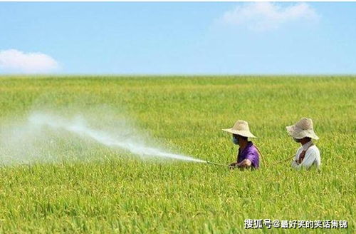 为啥全球都从美国进口粮食 看看人家的除草方式,吃着也放心