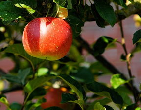 苹果花期是什么时候,苹果花期多少天？