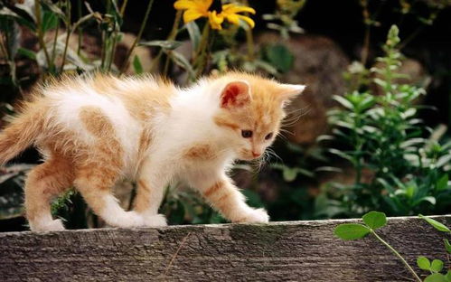什么是猫三联,猫咪打猫三联可以预防哪些疾病