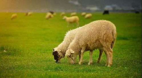 属羊人转疯了,明天将有 大喜 降临,打开的人有福,越快越好 生肖羊 网易订阅 