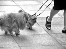 上海拟出养犬管理条例 每户限养一只管理费大跌 