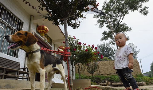 为什么小孩不怕狗,其实狗狗最爱和小孩玩耍