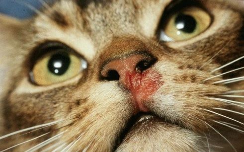 感冒 也能害死猫 猫杯状病毒深藏祸根