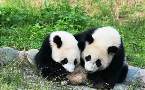 外国朋友这么喜欢大熊猫,为什么还要将熊猫幼崽送回来中国