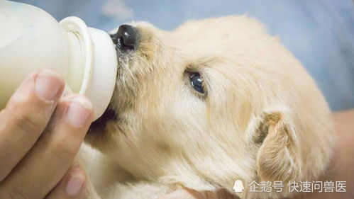 断奶的幼犬是喝牛奶还是羊奶 其实牛奶羊奶都可以喝