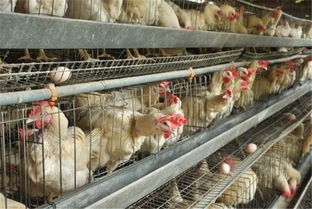 亩产量不足500斤,市场一斤50元,农民却拿它去喂鸡