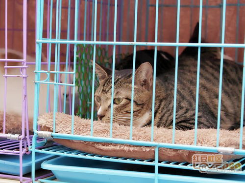 第二届鸳江领养日 猫专场 梧州汉服活动 