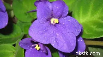 紫罗兰的花语和传说 