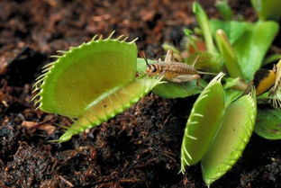 食蚊草怎么养殖,食蝇草的养殖方法？
