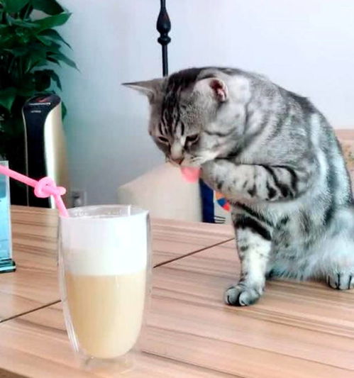 猫咪看见奶茶放桌上,伸手蘸点尝了下味道,喵 没错就是这味