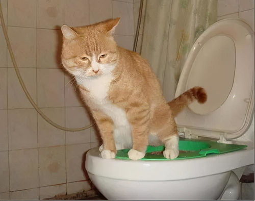 刚买回家的幼猫,在锅里排便 为什么猫咪会到处排便